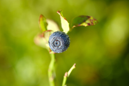 Juicy blueberries with green leaves. Blueberries are lit by the sun.の写真素材