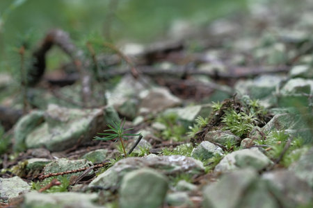 Coniferous shoots grow among the stones in the lichen. Morning moisture, spring vegetation, lichens.の写真素材