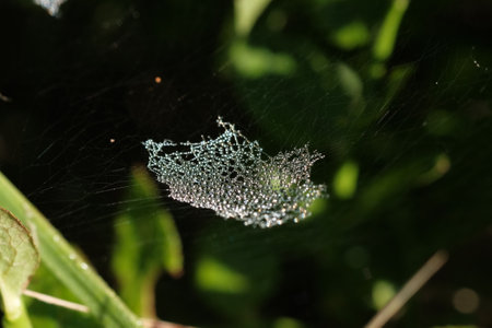 Dew drops are hanging on a spider web. Wildlife, insects, morning forest.
