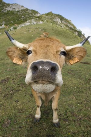 Portrait of a cow in Asturias, Spain.の写真素材