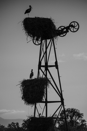 Stork over structure black & whiteの写真素材