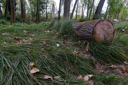 cut trunk in the forest green grass & trees