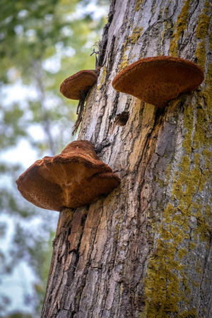 mushrooms in a tree a poplar