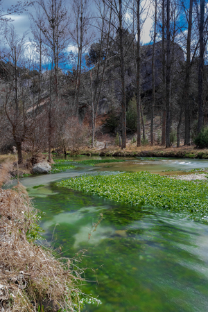 secret river with fabulous aquatic plants in a woodの写真素材