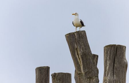 lonely seagull on top of stockade in a french beachの写真素材