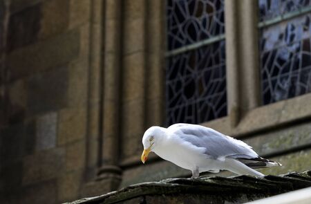 seagull on the outside of an church with glass in the backgroundの写真素材