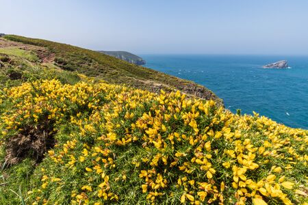 coast armour calm and good weather yellow flowers pink granite coastの写真素材