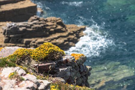 coast armour calm and good weather yellow flowers pink granite coast