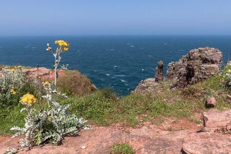 landscape of sea and rocks with yellow flower in the foreground Ploumanach - Perros-Guirec