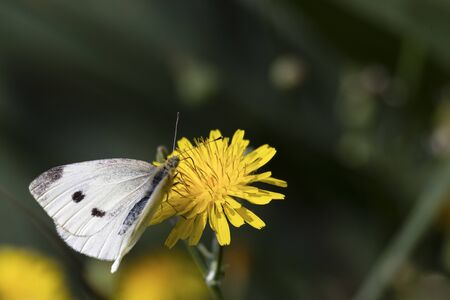 white butterfly on yellow flower,green backgroundの写真素材