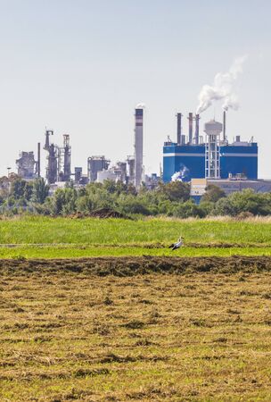 couple of storks in a meadow, in the background a factory pollutes the environment by fuming and threatens its habitatの写真素材