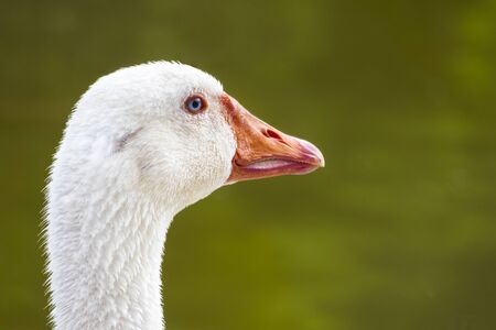 white goose head on green backgroundの写真素材