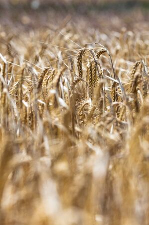 bokeh of barley field with sky backgroundの写真素材