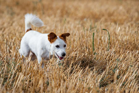 white dog with brown ears of the Jack Russell terrier breed, in the middle of a fieldの写真素材