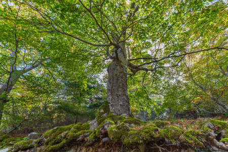 mossy tree with amazing green color