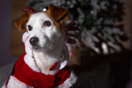 White dog with orange ears in christmas costumeの写真素材