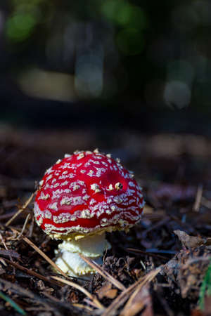 Amanita muscaria, poisonous mushroom with red hat and white stem in an autumn forestの写真素材
