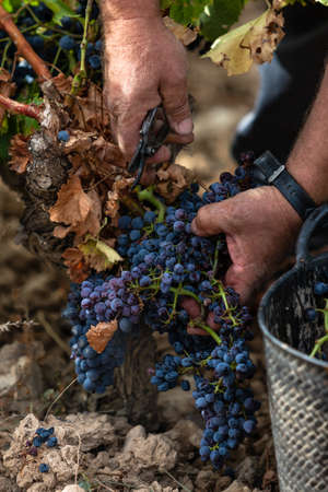 hands of a man picking grapes at harvest