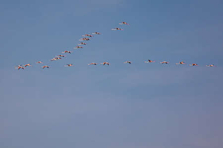 Group of flamingos flying in the blue skyの写真素材