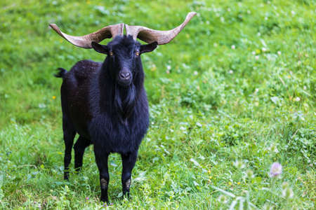 Black goat with large horns and yellow eyes on a grassy background.Concept of nature, rural life,...