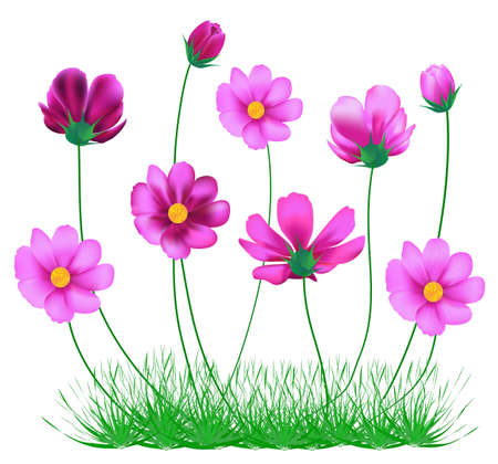 cosmos flowerのイラスト素材