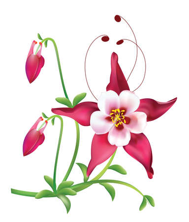 Red columbine Flowerのイラスト素材