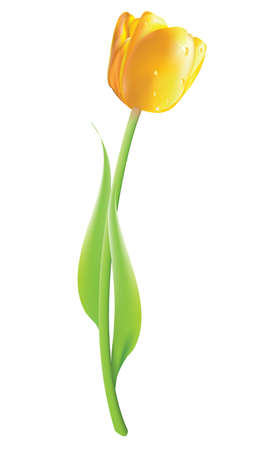Yellow tulip isolatedのイラスト素材