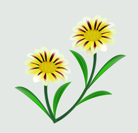Sulfur Cosmos or yellow cosmosのイラスト素材