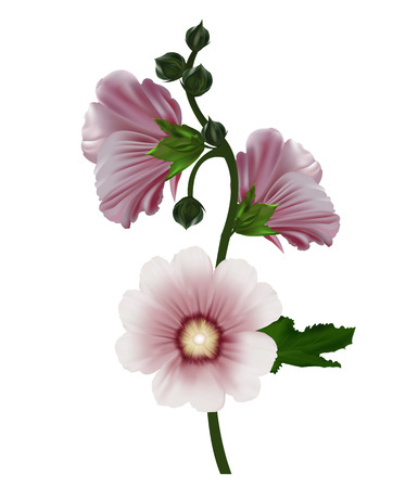 Realistic illustration of holly hockのイラスト素材
