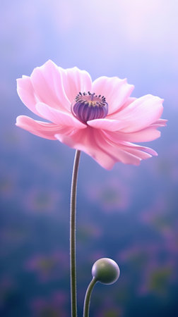 pink cosmos flower with water drop on blue bokeh backgroundの素材