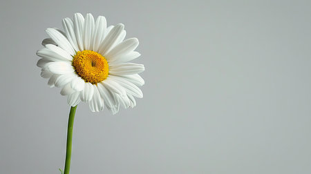 White daisy on gray background with copy space for your text. Generative Ai.の素材