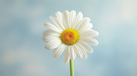 Beautiful chamomile flower on light background, closeup. Generative Ai.の素材