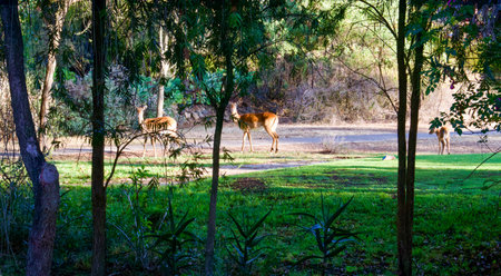 Wild deer in the park. Wildlife scene from nature. Animal in the park.の写真素材