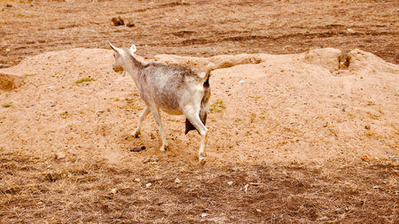 Goat in a zoo, closeup of photo with selective focusの写真素材