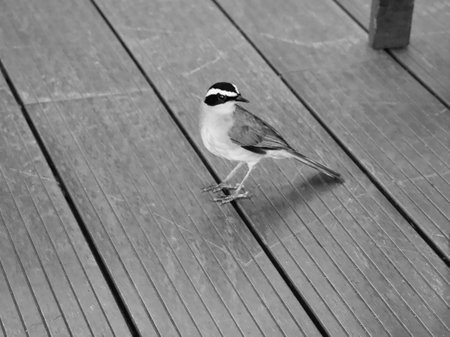 Black and white photo of a bird standing on a wooden deck.の写真素材