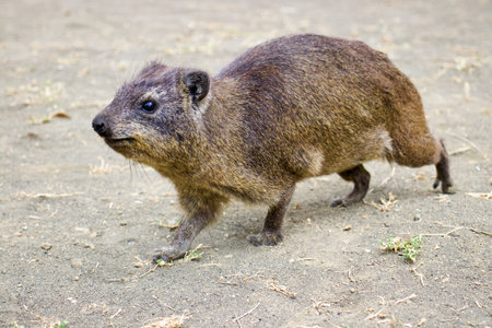 Dassie (dassie), also known as the dassie.の写真素材