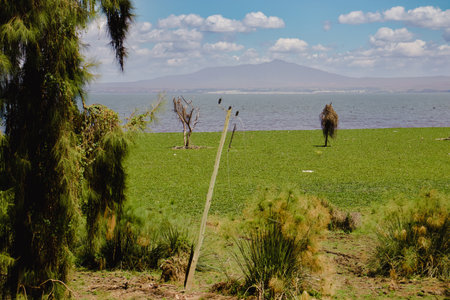 Lake Naivasha is a freshwater lake in Kenya.の写真素材
