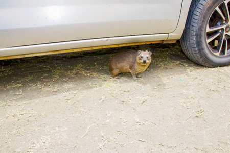 Rock hyrax in front of the car on the road. Close-up.の写真素材