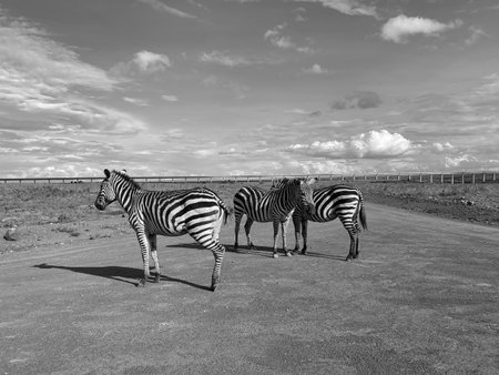 Three zebras standing in the desert in black and white.の写真素材