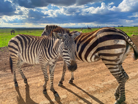 Two zebras (Equus quagga) in Serengeti National Park, Tanzaniaの写真素材
