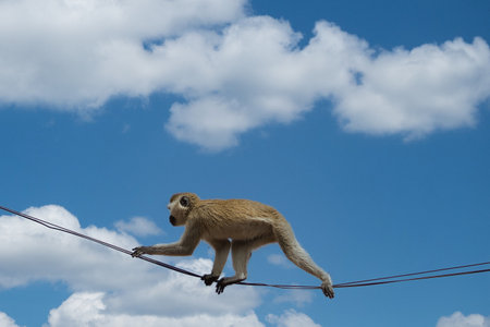 Monkey on the wire with blue sky and white clouds background.の写真素材