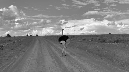 Ostrich walking on the dirt road. Black and white photo.の写真素材