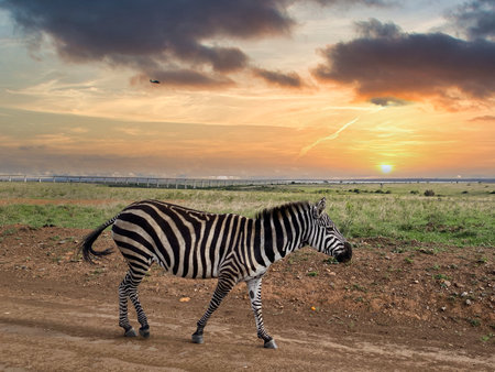 Zebra in the savannah at sunset, Serengeti National Park, Tanzaniaの写真素材