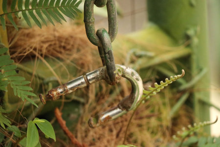 Old rusty chain on a green plant in the garden, closeup of photo
