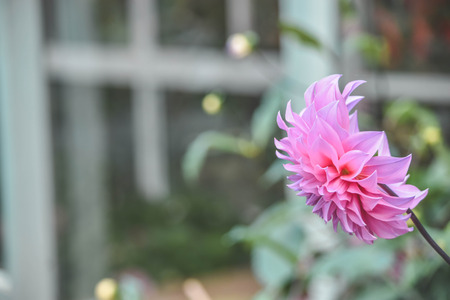 Flower Gardenの写真素材
