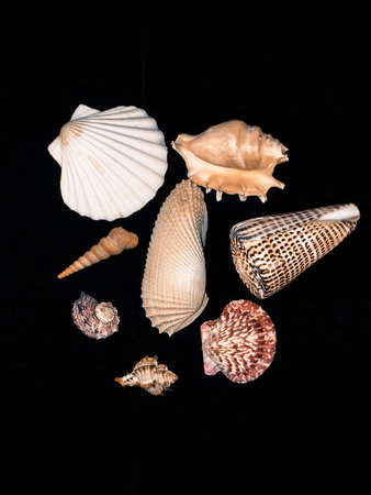 Shell collection