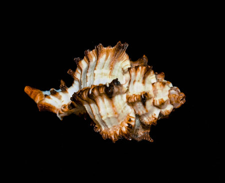 seashellの写真素材