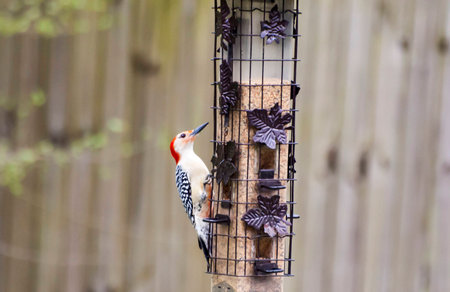 Red Bellied Woodpeckerの写真素材