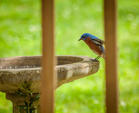 Bluebird on birdbath.の写真素材