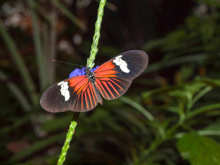 Orange black and white butterfly on a flower.の写真素材